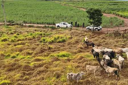 Cabeças de gado furtadas de fazenda são recuperadas pela polícia