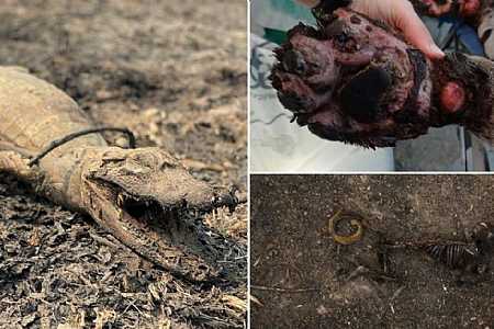 ONG arrecada fundos para animais resgatados de queimadas no Pantanal; veja como ajudar