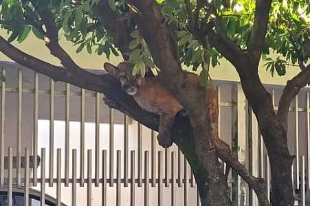 Onça-parda é encontrada ´descansando´ em cima de árvore de bairro residencial no interior de SP