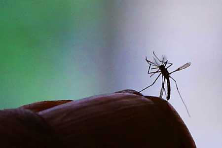 Rio Preto confirma mais três mortes por dengue em 2021