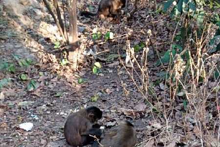 Macacos resgatados com sinais de intoxicação morrem em Rio Preto
