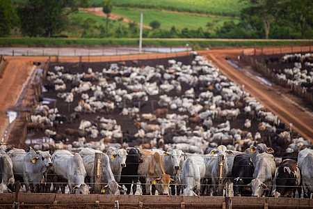 Projeto de redução de gases de efeito estufa em produção bovina é lançado em Rio Preto