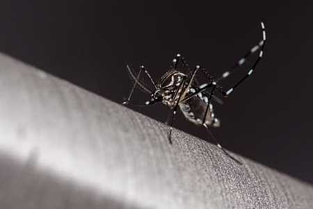 Meridiano e Tabapuã confirmam mortes por dengue