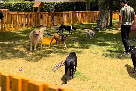 Hotéis de pets estão com 80% da ocupação reservada para o fim do ano; veja dicas para escolher acomodação certa