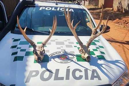 Polícia Ambiental multa homem em R$ 10 mil por manter crânios de Cervo-do-pantanal como itens de decoração