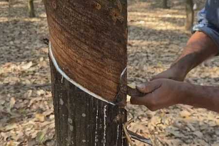 Falta de mão de obra afeta produção de borracha e limão e preocupa agricultores no noroeste de SP
