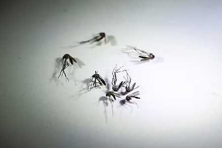 Fernandópolis e Severínia confirmam mortes por dengue
