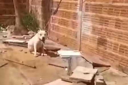 Pit bull morre após ser encontrado sob sol e preso pelo pescoço com cabo de carregador de celular