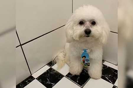 Tutora registra queixa contra pet shop após cachorro levado para banho ser devolvido morto no interior de SP