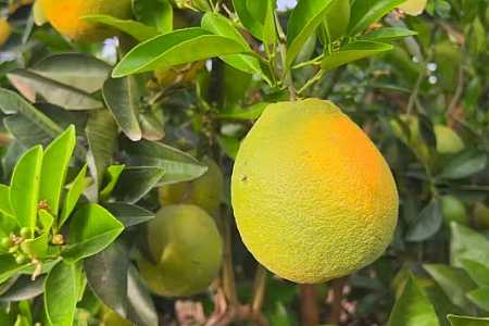 Safra de laranja cresce no interior de SP, mas queda no consumo de suco derruba preços