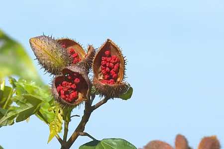 Baixo lucro em safra de urucum preocupa produtores da Nova Alta Paulista
