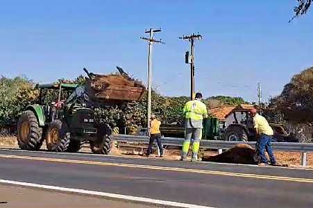 Caminhão atropela e mata oito cavalos em rodovia da região de Prudente