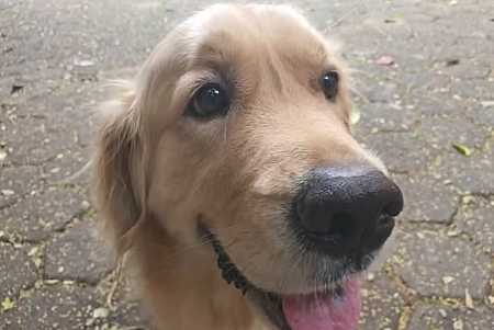 Prefeito de Rio Preto sanciona lei que autoriza enterro de animais domésticos em cemitérios da cidade
