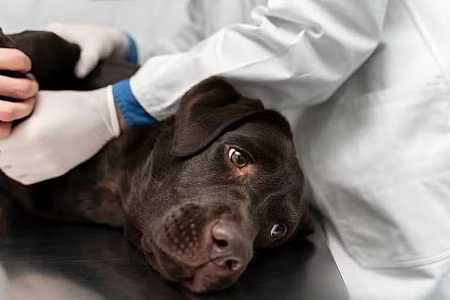 Saúde dos pets: campanha Agosto Verde-Claro alerta para a conscientização e prevenção da leishmaniose