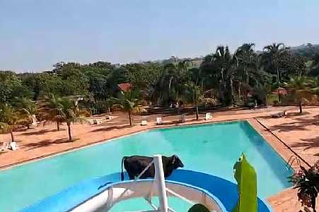 Vaca é flagrada descendo em toboágua de clube em Nova Granada