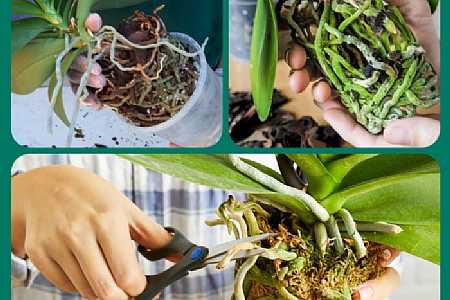 Dificuldades em replantar sua orquídea? ORQUIDÁRIO DA SU TEM A SOLUÇÃO