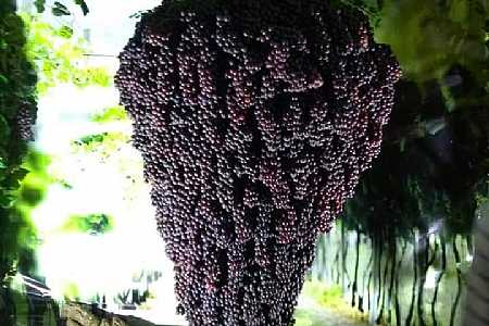 Palmeira d´Oeste em parceria com Marinópolis fará festa da uva histórica