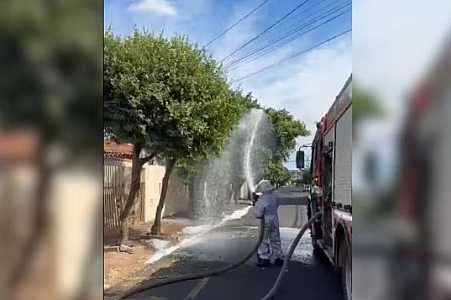 Abelhas atacam pedestres e cachorro em Rio Preto