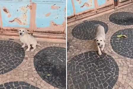 Câmera flagra casal em moto abandonando cachorro na rua; vídeo
