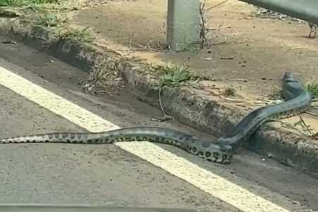 Sucuri é flagrada em área urbanizada às margens de rodovia no interior de SP