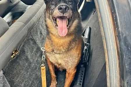 Cão farejador encontrou fuzil em comboio de fugitivos de Mossoró; conheça Zyah