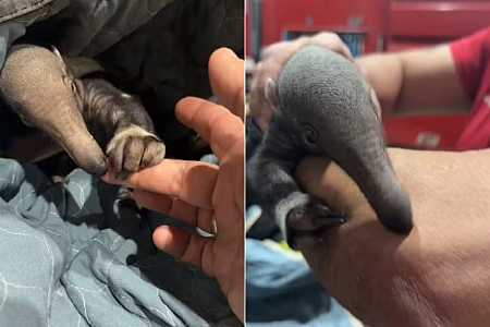 Novos centros de reabilitação de animais silvestres devem entrar em funcionamento até 2028 no interior de SP