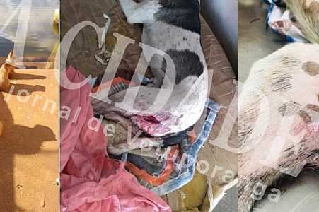 Cachorro fica gravemente ferido após ser atacado por capivaras