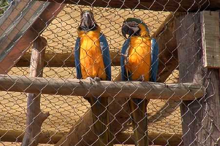 Casal transforma área em refúgio para animais silvestres em Lins