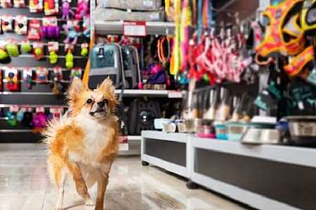 Projeto que proíbe a venda de animais em pet shops e sites é aprovado na Alesp