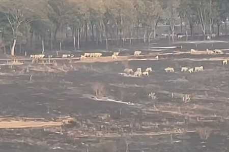 Incêndio atinge mil hectares de pastagem, cana-de-açúcar e área de preservação ambiental no interior de SP; trabalho de combate às chamas continua