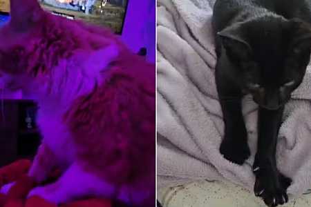 Por que gatos ´amassam pãozinho´? Hábito tem relação com estímulo ao leite materno; entenda
