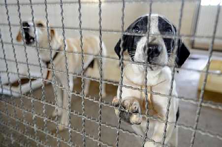 Governador de SP veta projeto que queria proibir venda de animais em pet shops