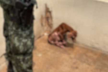Mulher é autuada em R$ 3 mil por maus tratos a cachorro