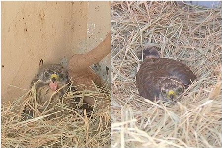 Filhotes do gavião que ´perseguia´ moradora são devolvidos à natureza após tratamento no Zoo