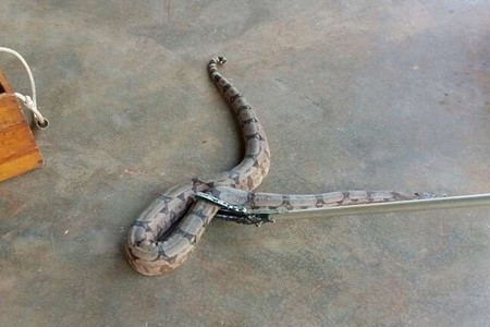 Jiboia de dois metros é capturada em telhado de casa em Ilha Solteira 