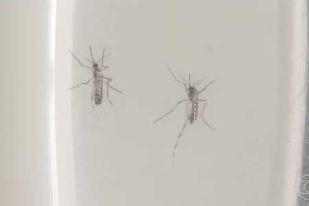 Prefeitura de Araçatuba volta atrás e diz que mortes por dengue em 2025 ainda estão sob investigação