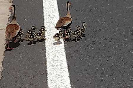 Família de patos ´para o trânsito´ ao atravessar pista de rodovia no interior de SP