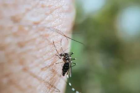 Em estado de emergência, Jales se aproxima de 500 casos positivos de dengue em 2025