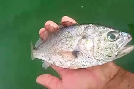 Peixes e camarões aparecem mortos às margens de rio em Barbosa