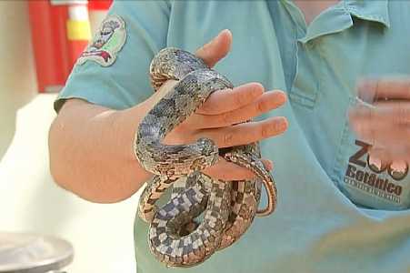 Homem flagrado com mais de 40 cobras de espécie proibida no Brasil vendia animais por R$ 300, segundo polícia