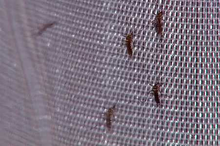 Região de Rio Preto concentra todas as mortes por chikungunya de SP