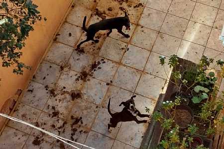 Polícia Civil prende professor de geografia por maus-tratos a animais em Rio Preto