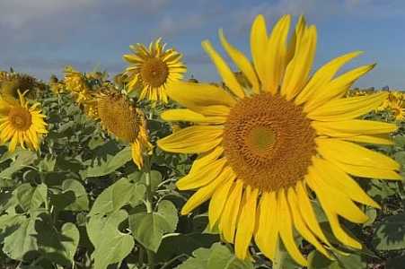 Cultivo de girassol vira alternativa de renda para produtores no interior de SP