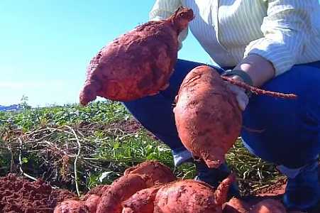IAC desenvolve batata-doce que produz 4 vezes mais e tem ´superdose´ de vitamina A