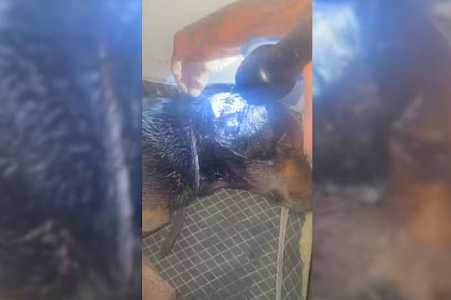 Campanha por um lar: adoção de cão comunitário mobiliza protetoras no interior de SP