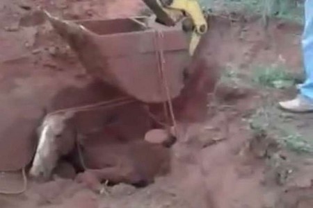 Cavalo morre após ser enterrado vivo em Santo Antônio do Aracanguá