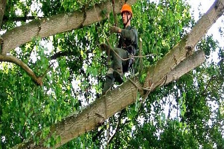 Abertas inscrições para curso de poda de árvores em Rio Preto, SP