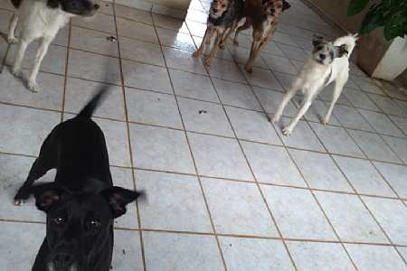 Inquilino foge sem pagar aluguel e abandona dez cães
