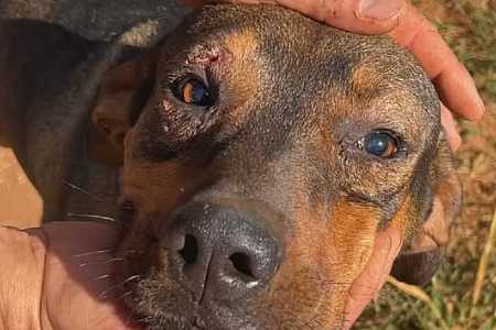 Cachorro é içado com corda após cair em poço de cerca de 20 metros de profundidade; vídeo