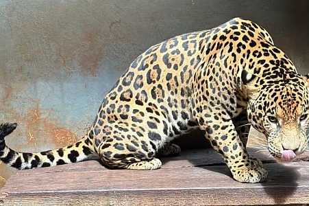 Estagiária do Zoobotânico fica ferida ao ser mordida por onça-pintada em Rio Preto